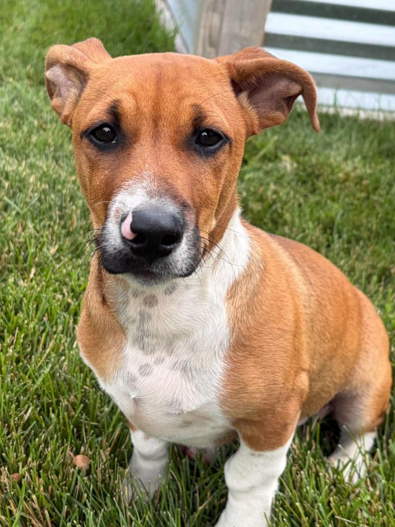 Duke, a Adopted mixed breed in Indianola, IA image 1/2