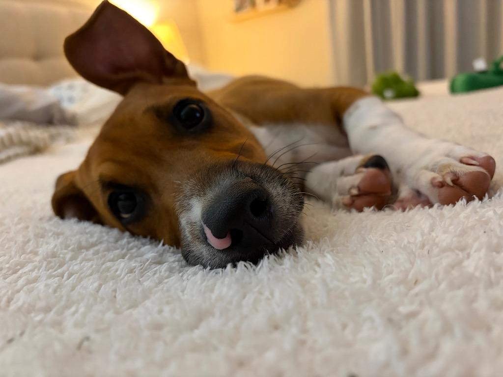 Duke, a Adopted mixed breed in Indianola, IA image 2/2