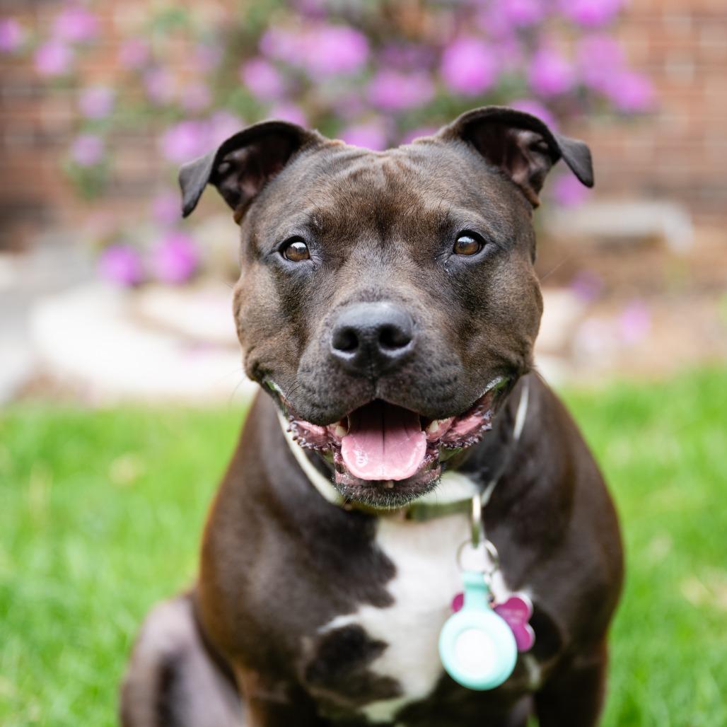 Enlarge Zena, a Adoptable mixed breed in Crystal, MN image 1/5