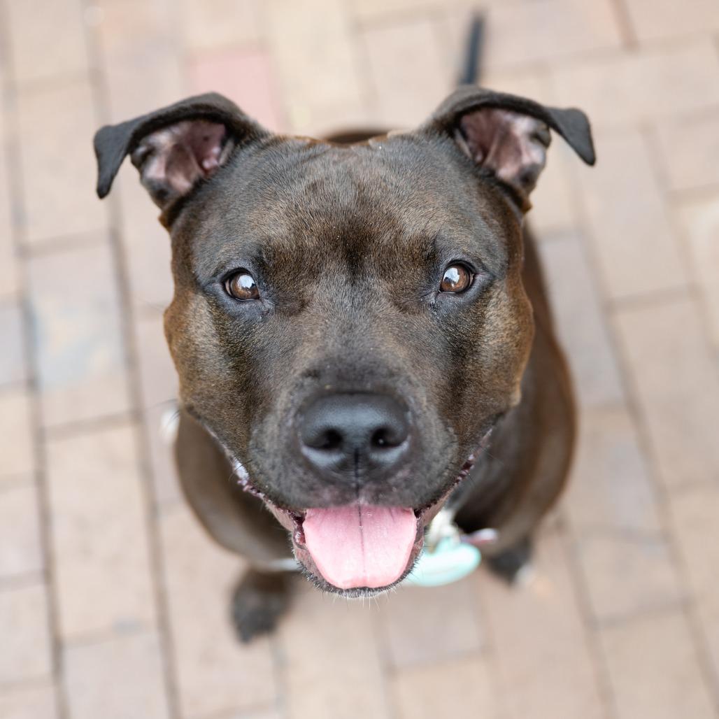 Enlarge Zena, a Adoptable mixed breed in Crystal, MN image 2/5