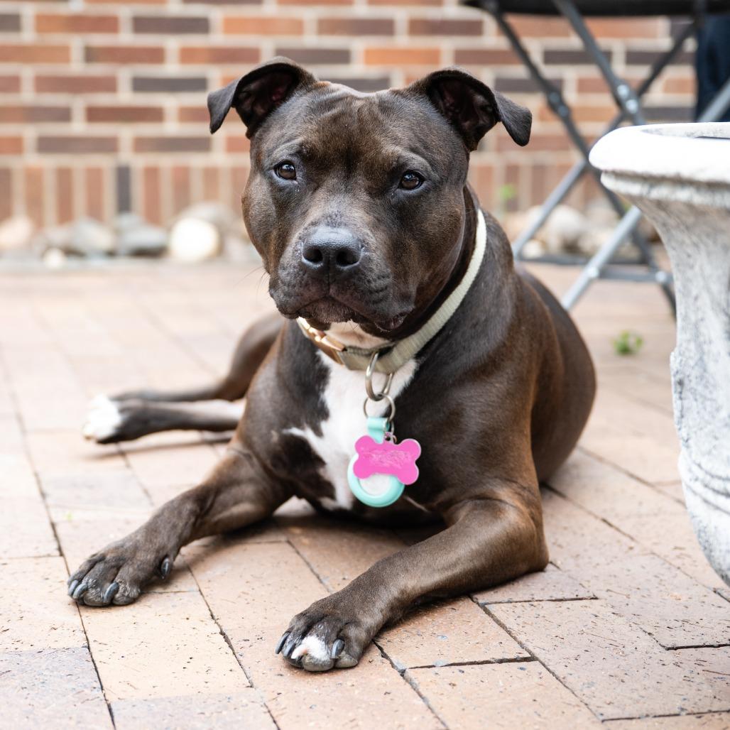 Enlarge Zena, a Adoptable mixed breed in Crystal, MN image 3/5