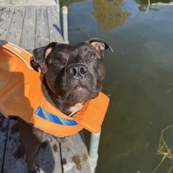 Enlarge Zena, a Adoptable mixed breed in Crystal, MN image 1/6