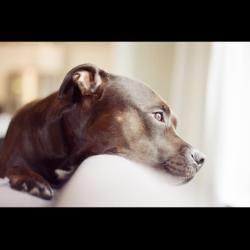 Enlarge Zena, a Adoptable mixed breed in Crystal, MN image 2/6