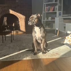 Enlarge Zena, a Adoptable mixed breed in Crystal, MN image 3/6