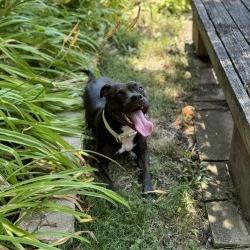 Enlarge Zena, a Adoptable mixed breed in Crystal, MN image 4/6