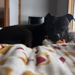 Enlarge Zena, a Adoptable mixed breed in Crystal, MN image 5/6