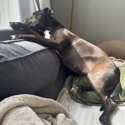 Enlarge Zena, a Adoptable mixed breed in Crystal, MN image 6/6