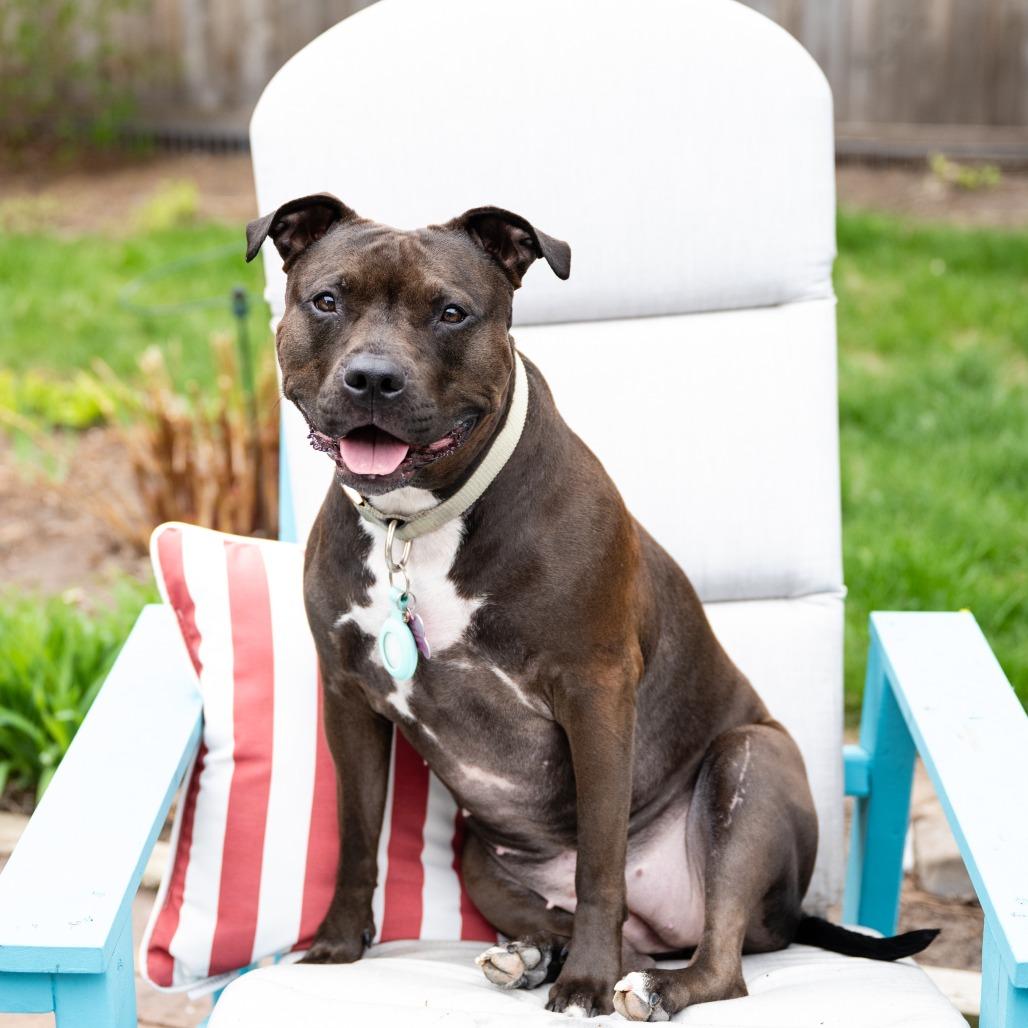 Enlarge Zena, a Adoptable mixed breed in Crystal, MN image 5/5