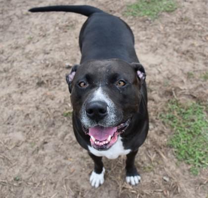 Enlarge Emma, an adopted mixed breed in Inverness, FL image 1/2