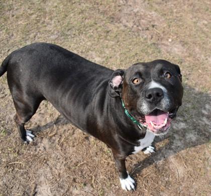 Enlarge Emma, an adopted mixed breed in Inverness, FL image 2/2