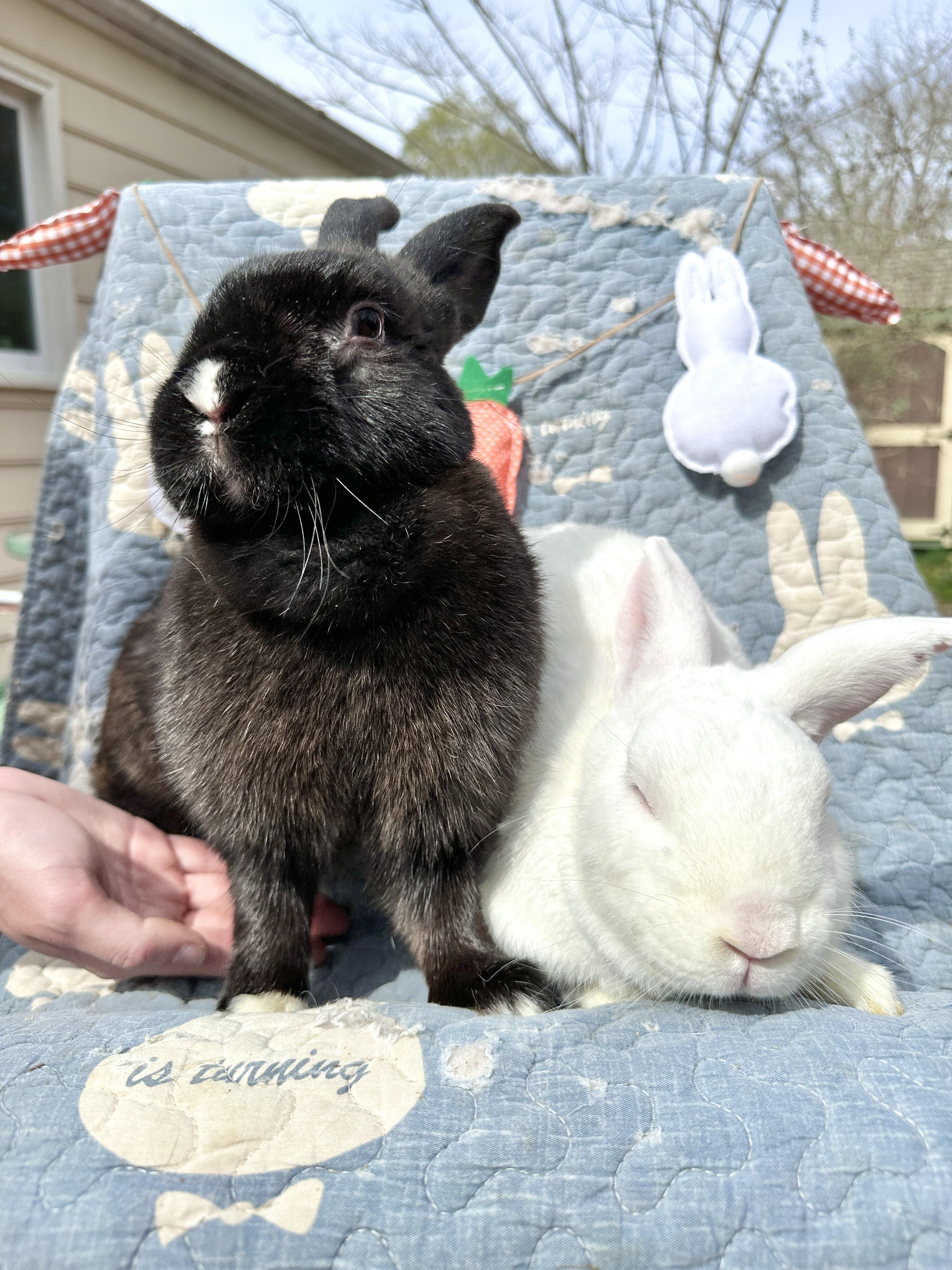 Enlarge Shadow (Bonded with Theodore), a Adoptable mixed breed in Midlothian, VA image 3/6