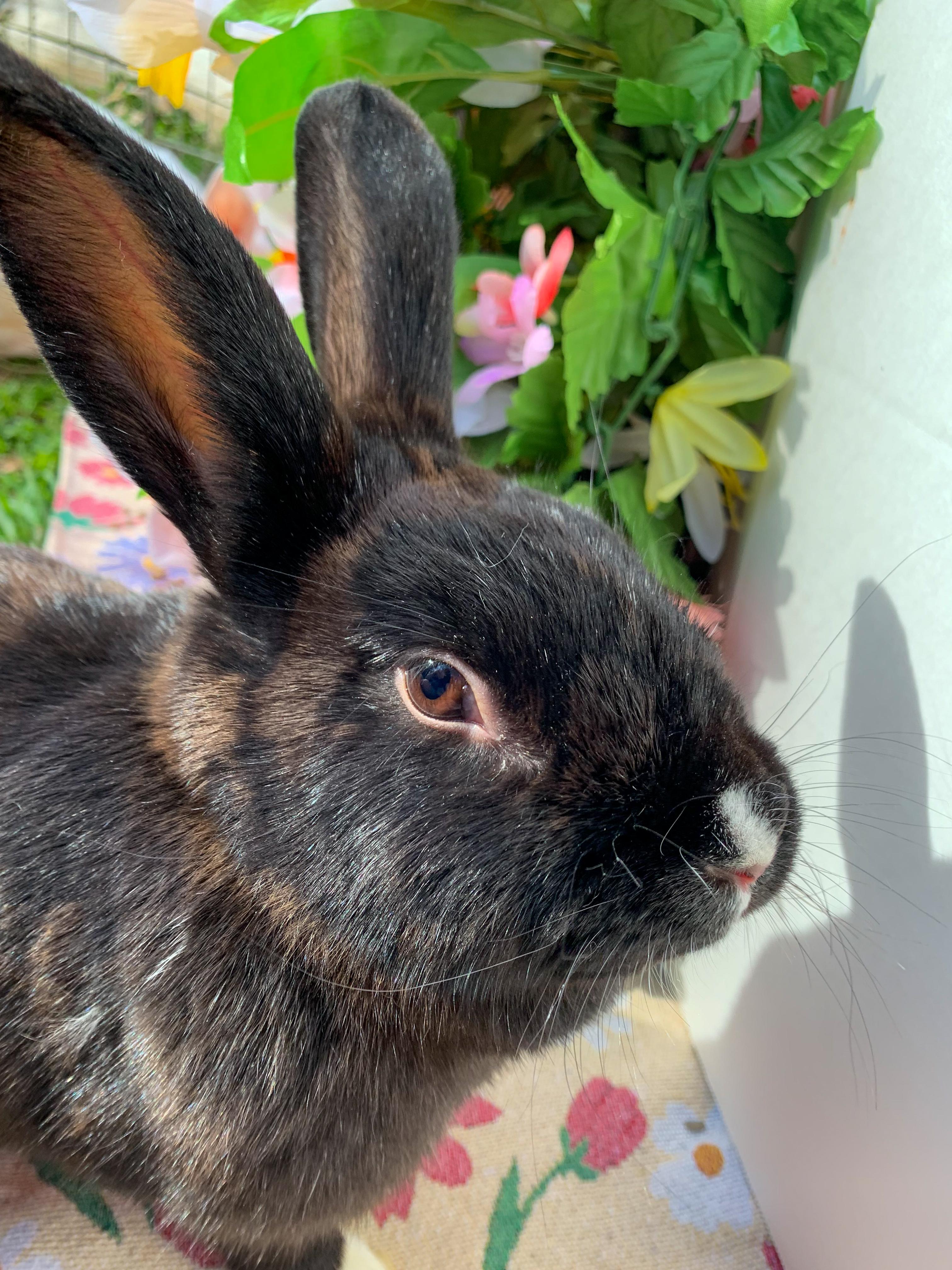 Shadow (Bonded with Theodore), Adoptable, Adult Female American.