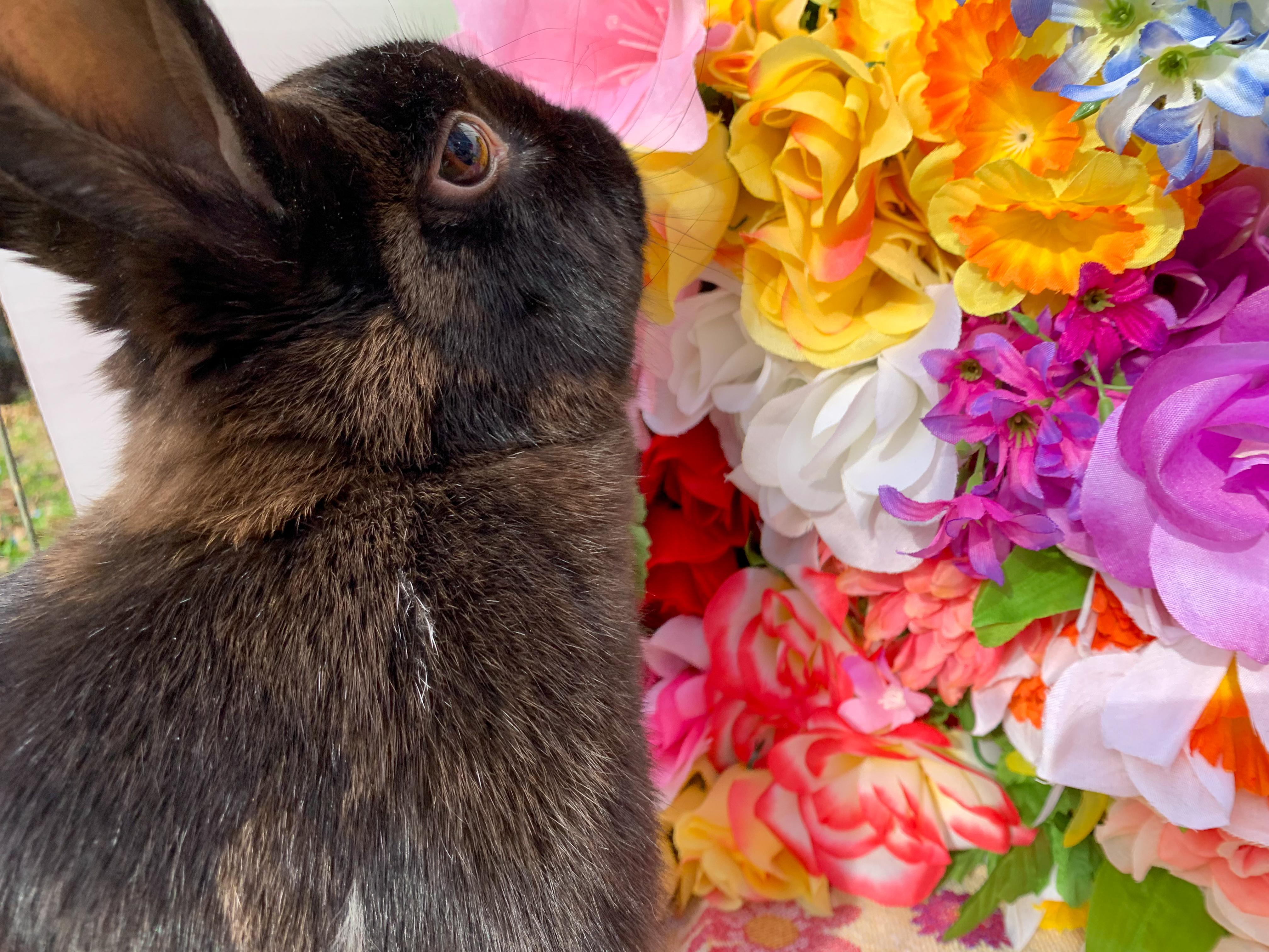 Enlarge Shadow (Bonded with Theodore), a Adoptable mixed breed in Midlothian, VA image 5/6