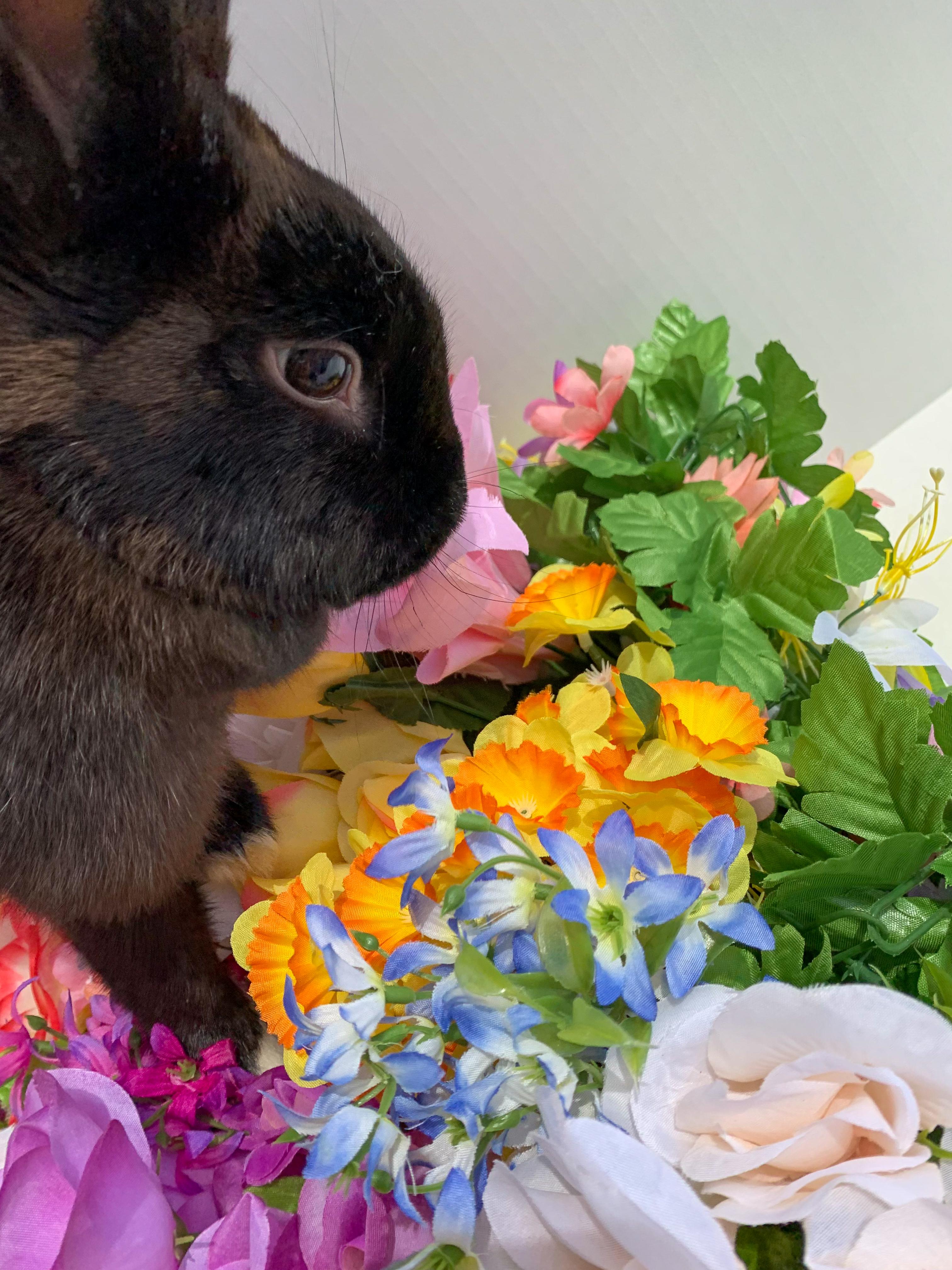 Enlarge Shadow (Bonded with Theodore), a Adoptable mixed breed in Midlothian, VA image 6/6