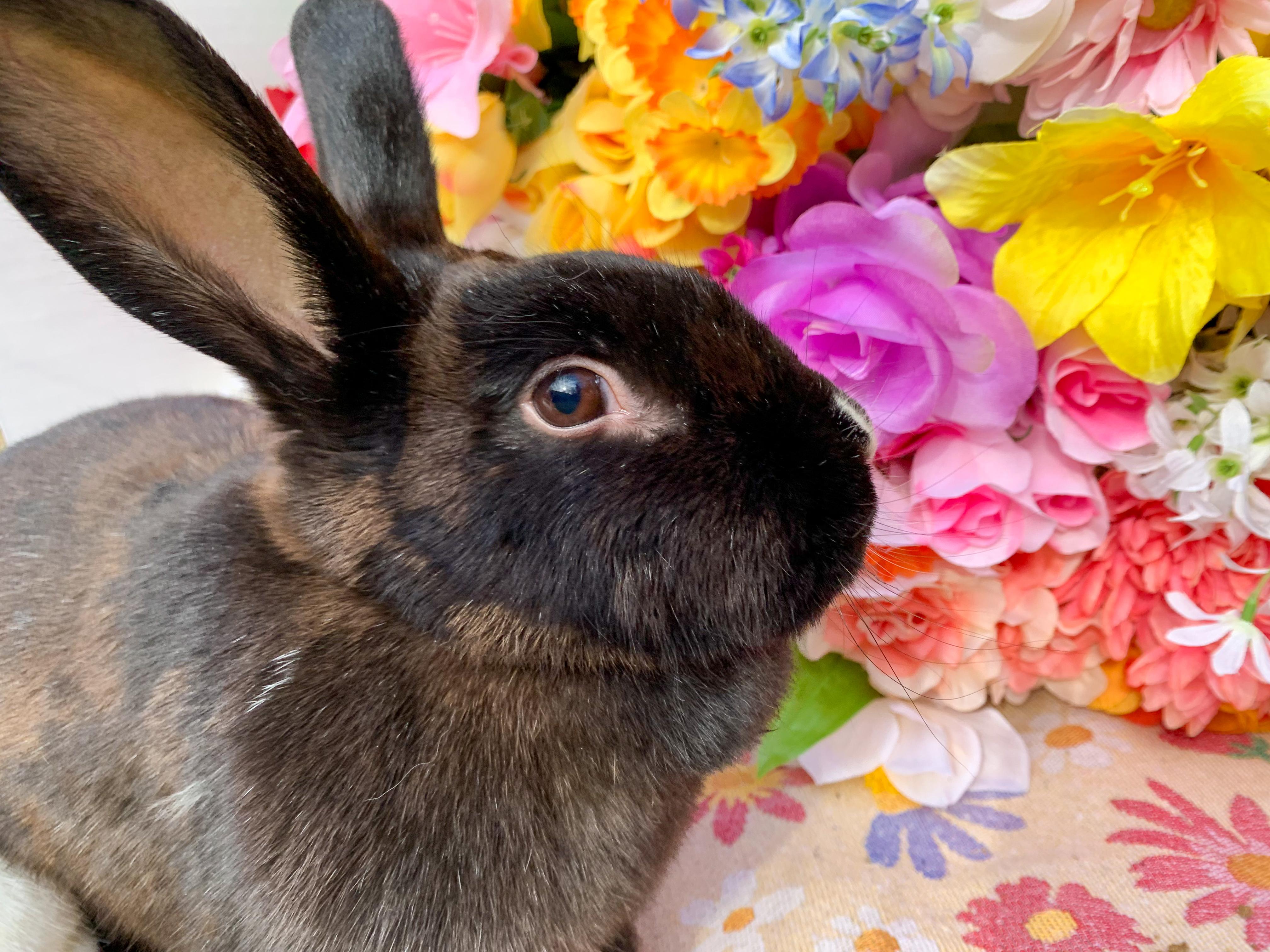 Enlarge Shadow (Bonded with Theodore), a Adoptable mixed breed in Midlothian, VA image 2/6