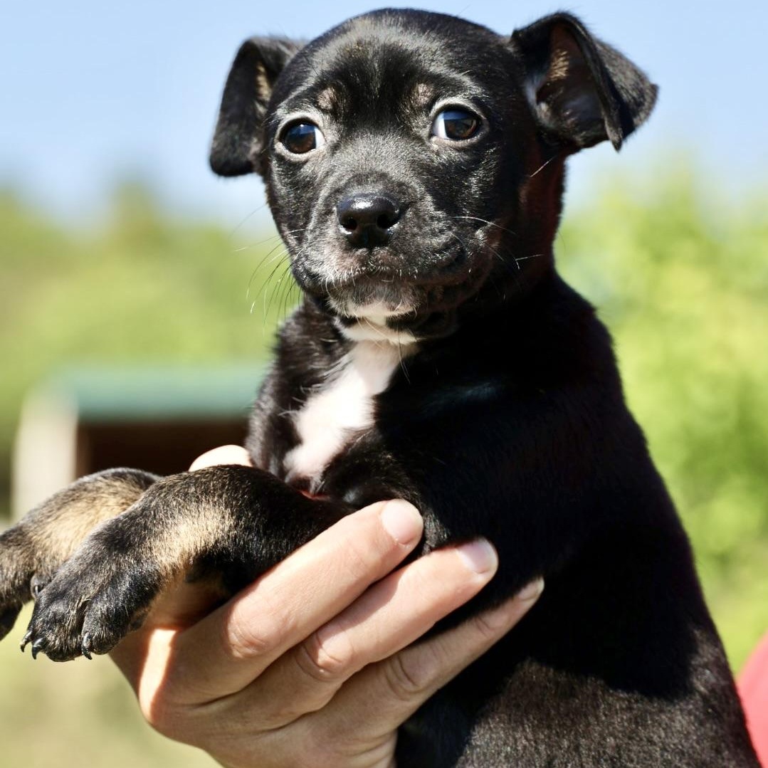 Enlarge Sable-Available! www.LHAR.dog to Apply!, an adoptable mixed breed in Frederick, MD image 2/5
