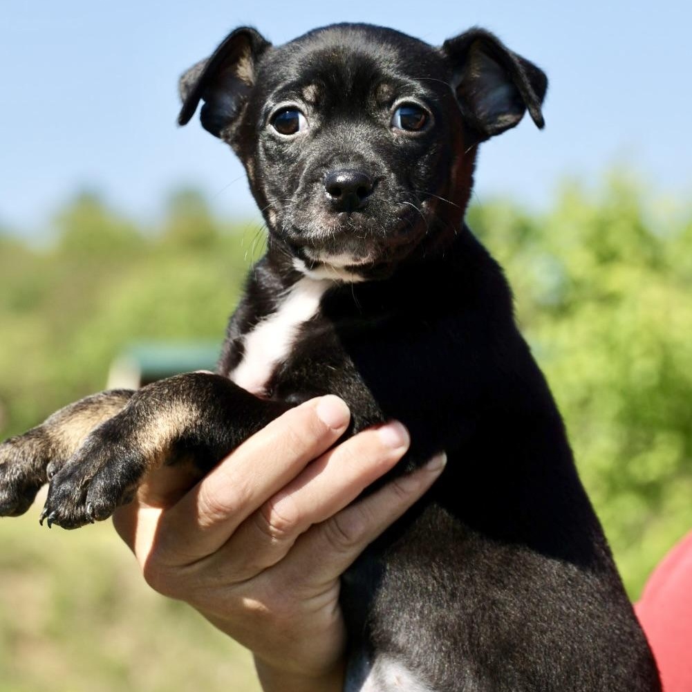 Enlarge Sable-Available! www.LHAR.dog to Apply!, an adoptable mixed breed in Frederick, MD image 4/5
