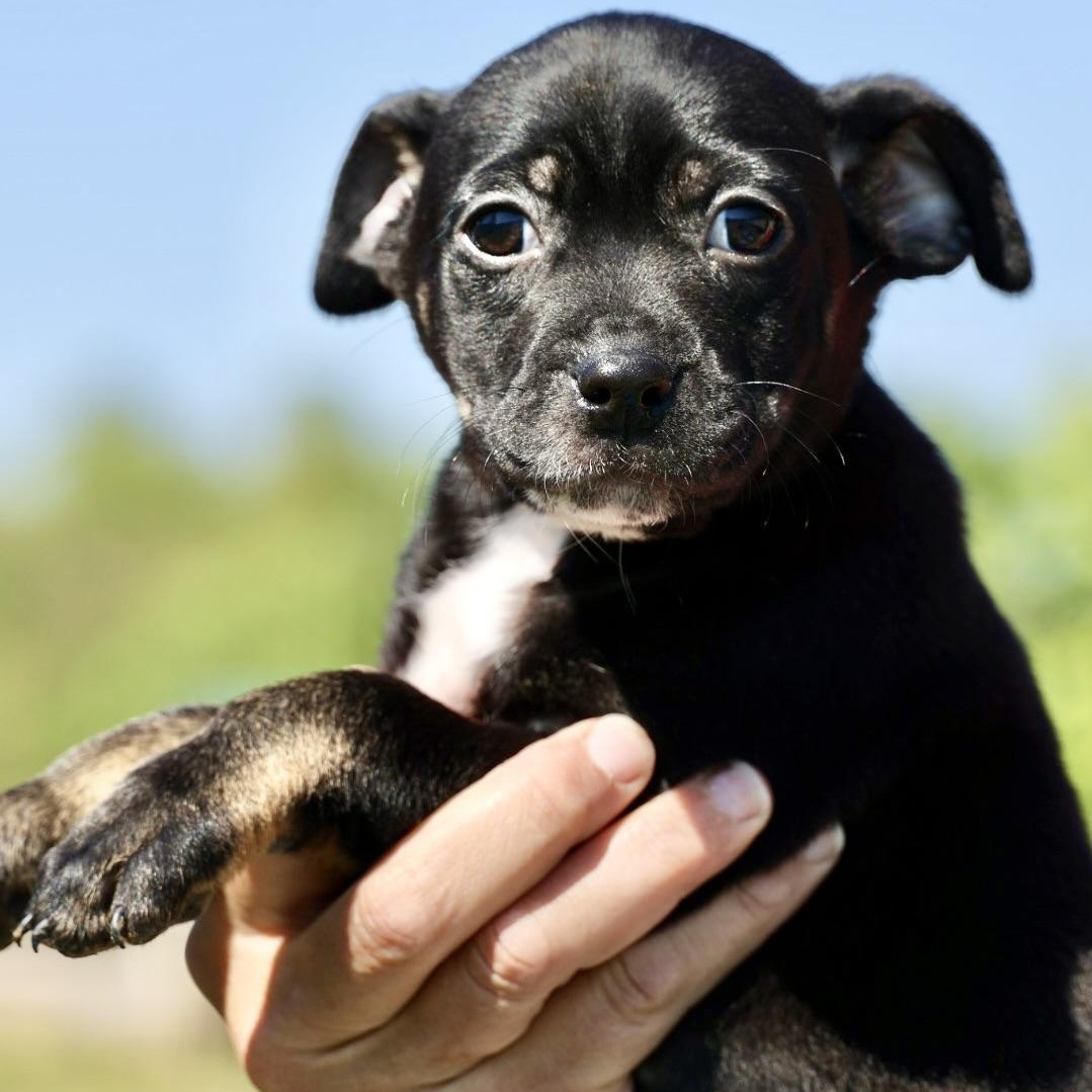 Enlarge Sable-Available! www.LHAR.dog to Apply!, an adoptable mixed breed in Frederick, MD image 5/5