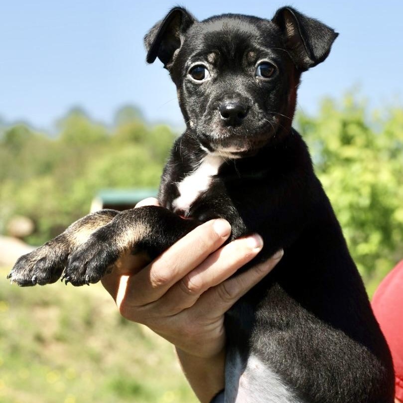 Enlarge Sable-Available! www.LHAR.dog to Apply!, an adoptable mixed breed in Frederick, MD image 3/5