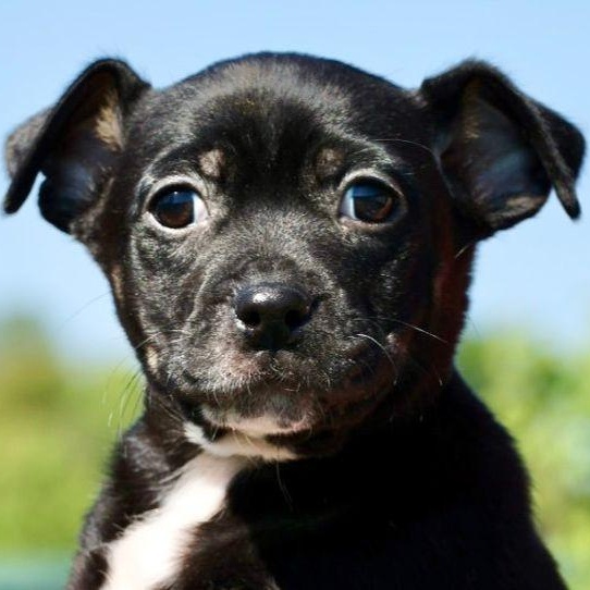 Sable-Available! www.LHAR.dog to Apply!, adoptable, Puppy Female Parson Russell Terrier.
