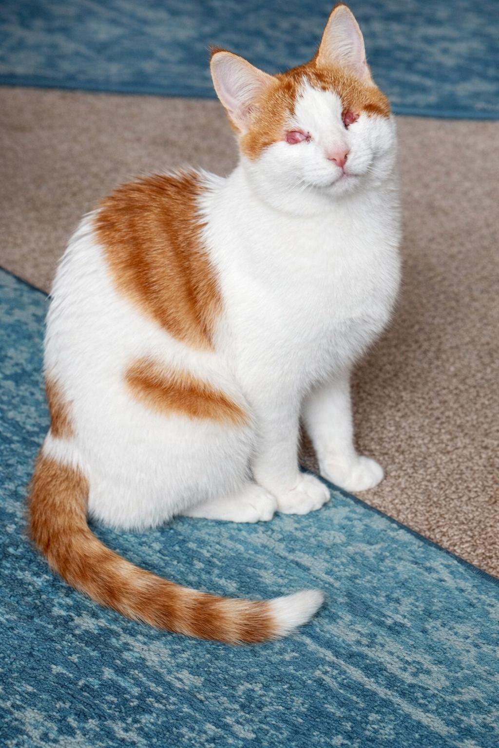 Enlarge Clinton, a ADOPTABLE Domestic Short Hair in Fountain Valley, CA image 5/6