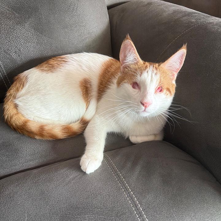 Enlarge Clinton, a ADOPTABLE Domestic Short Hair in Fountain Valley, CA image 2/6