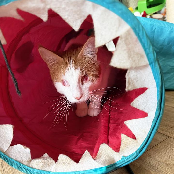 Enlarge Clinton, a ADOPTABLE Domestic Short Hair in Fountain Valley, CA image 4/6