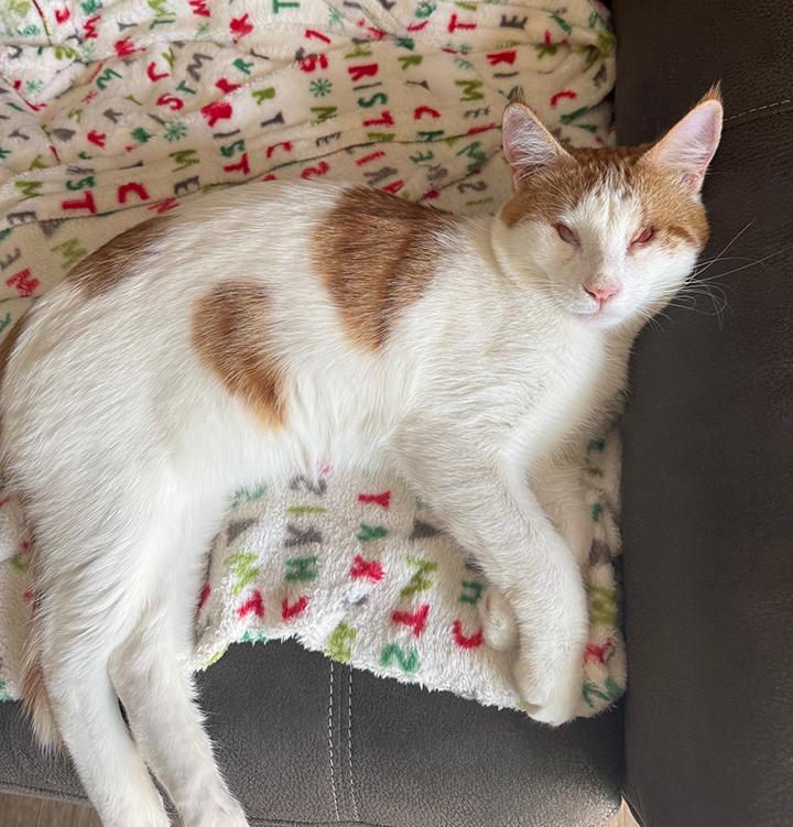 Enlarge Clinton, a ADOPTABLE Domestic Short Hair in Fountain Valley, CA image 1/6