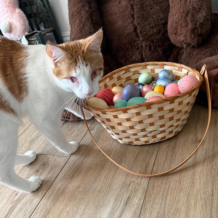 Enlarge Clinton, a ADOPTABLE Domestic Short Hair in Fountain Valley, CA image 6/6