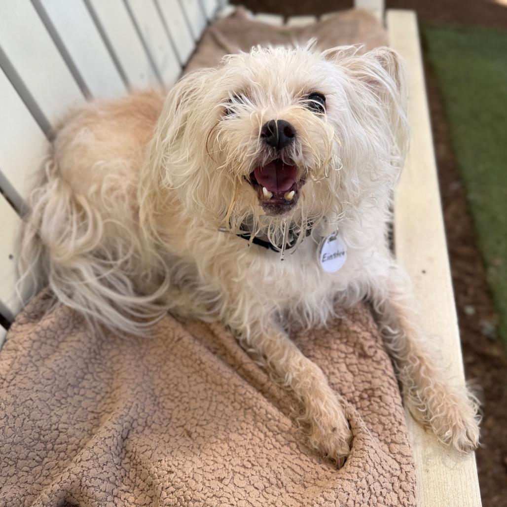 Einstein — thumbnail 2