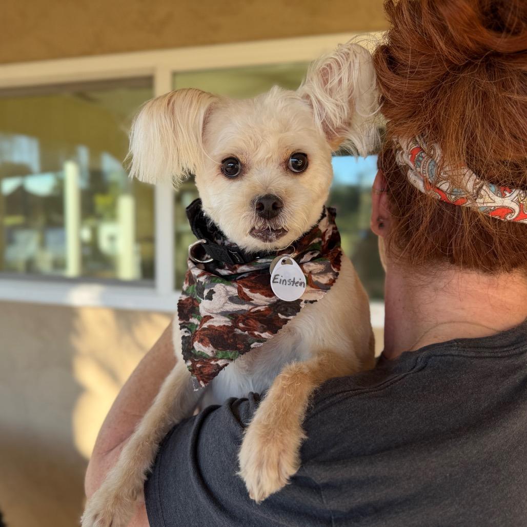 Einstein — thumbnail 3