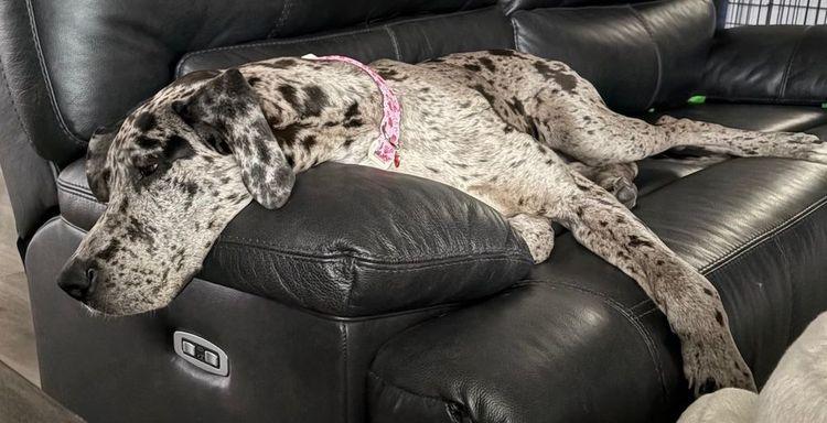 August, an adopted Great Dane in Larkspur, CO image 2/3