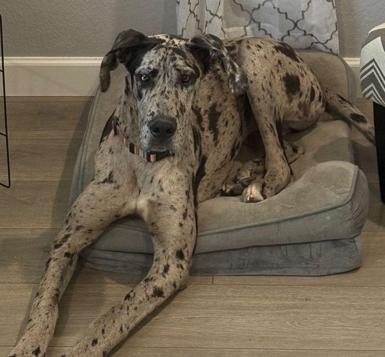 August, an adopted Great Dane in Larkspur, CO image 3/3