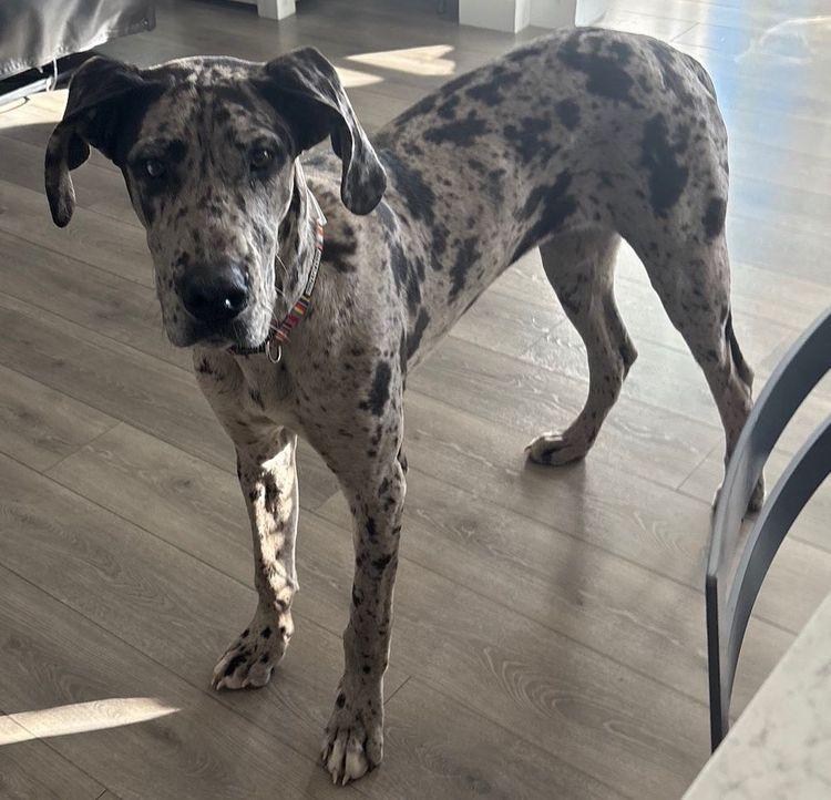 August, adopted, Puppy Female Great Dane.