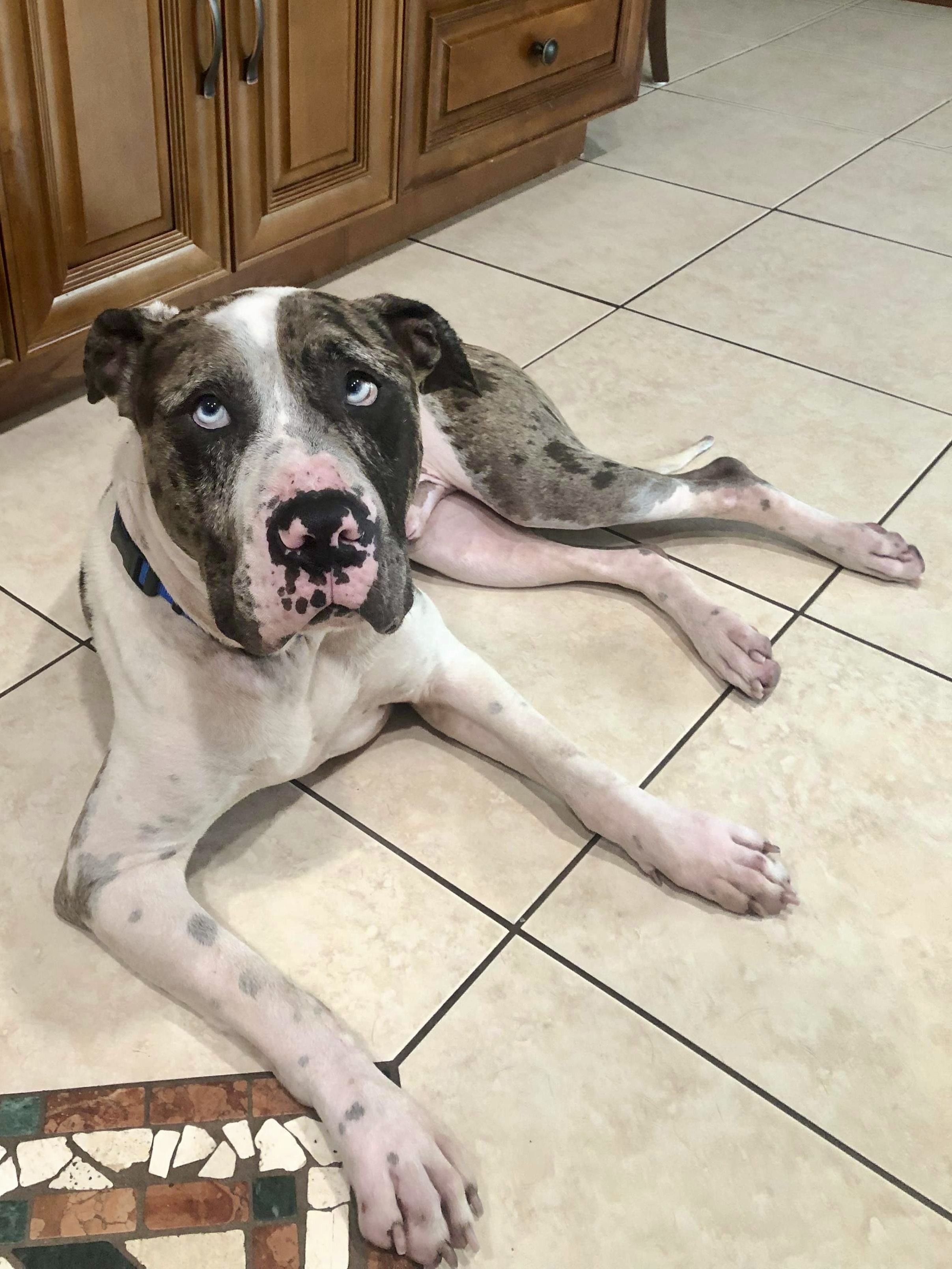 Enlarge Newman, a Adopted Catahoula Leopard Dog in Coral Springs, FL image 1/4