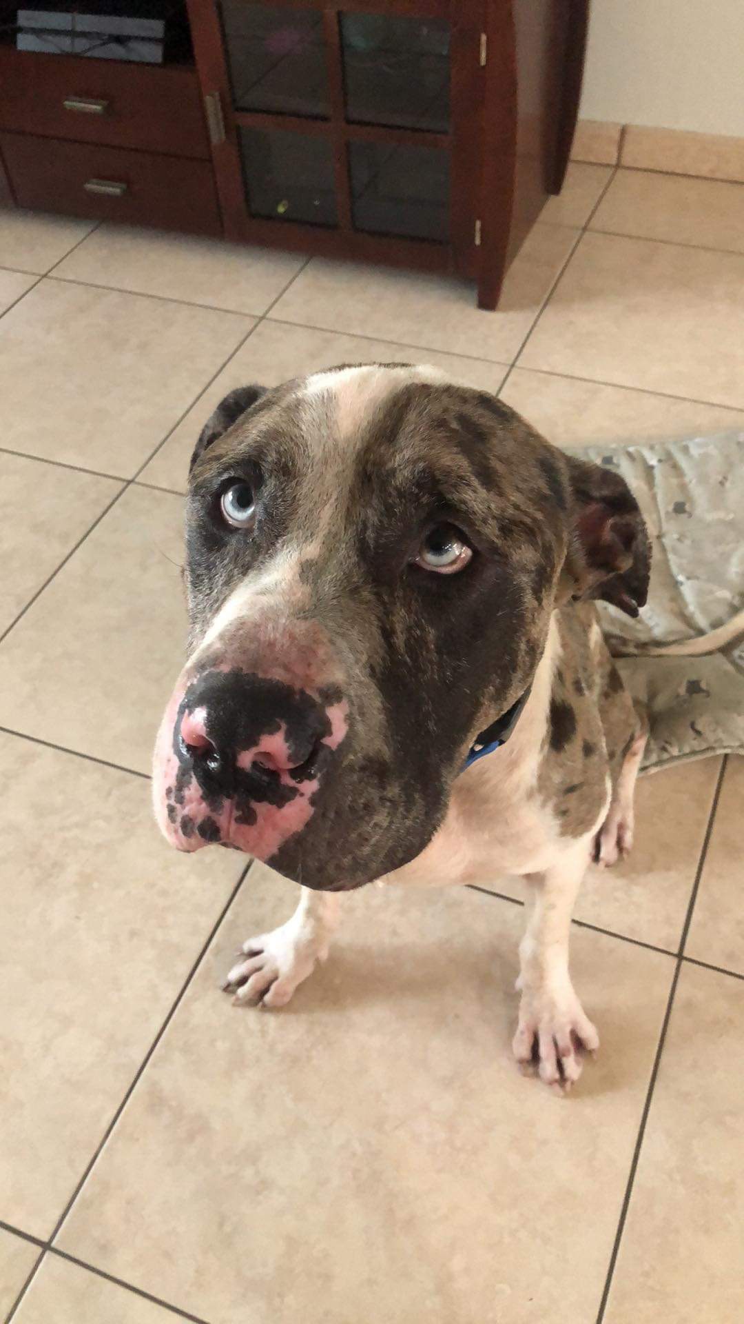 Enlarge Newman, a Adopted Catahoula Leopard Dog in Coral Springs, FL image 2/4