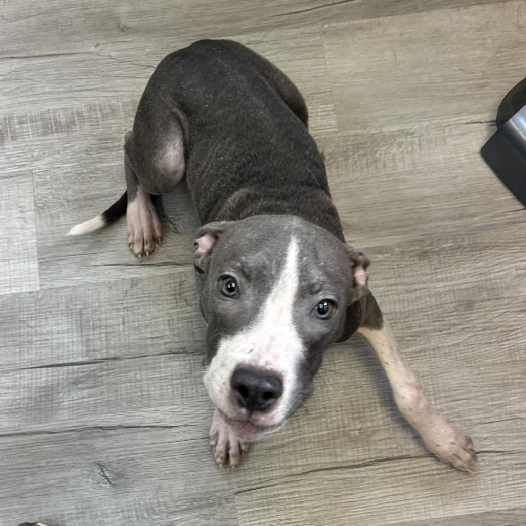 Willard, Adoptable, Young Male Mixed Breed.