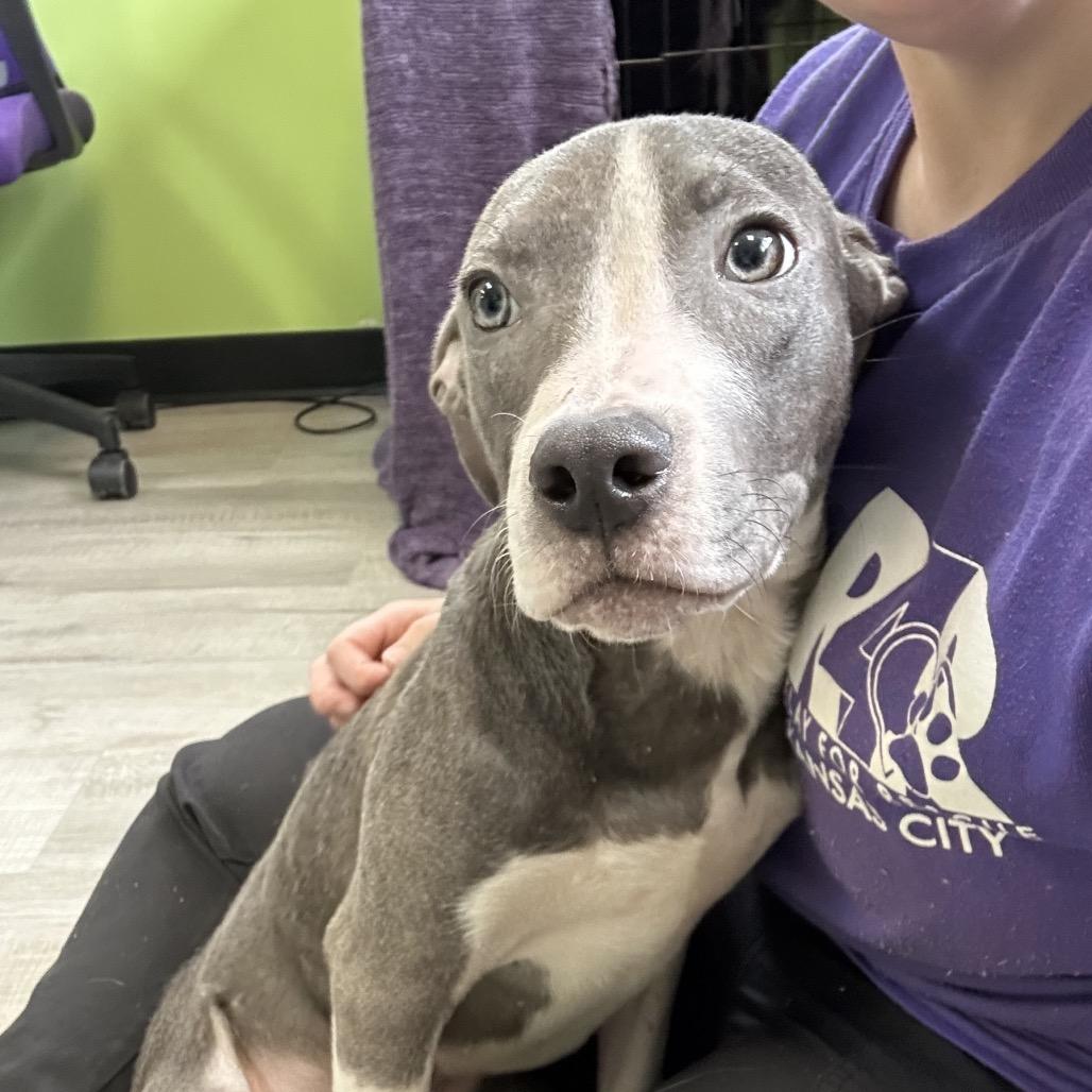 Enlarge Willard, a Adoptable Mixed Breed in Emporia, KS image 2/3