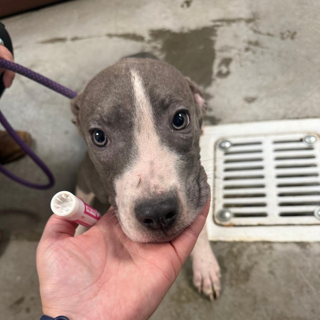 Enlarge Willard, a Adoptable Mixed Breed in Emporia, KS image 3/3