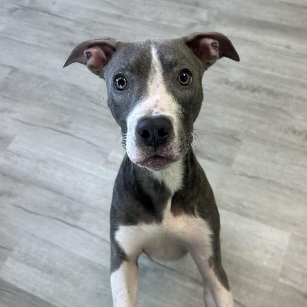 Enlarge Willard, a Adoptable Mixed Breed in Emporia, KS image 4/6