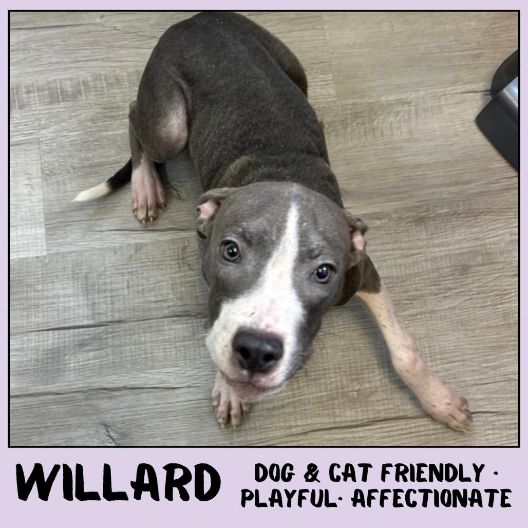 Enlarge Willard, a Adoptable Mixed Breed in Emporia, KS image 5/6