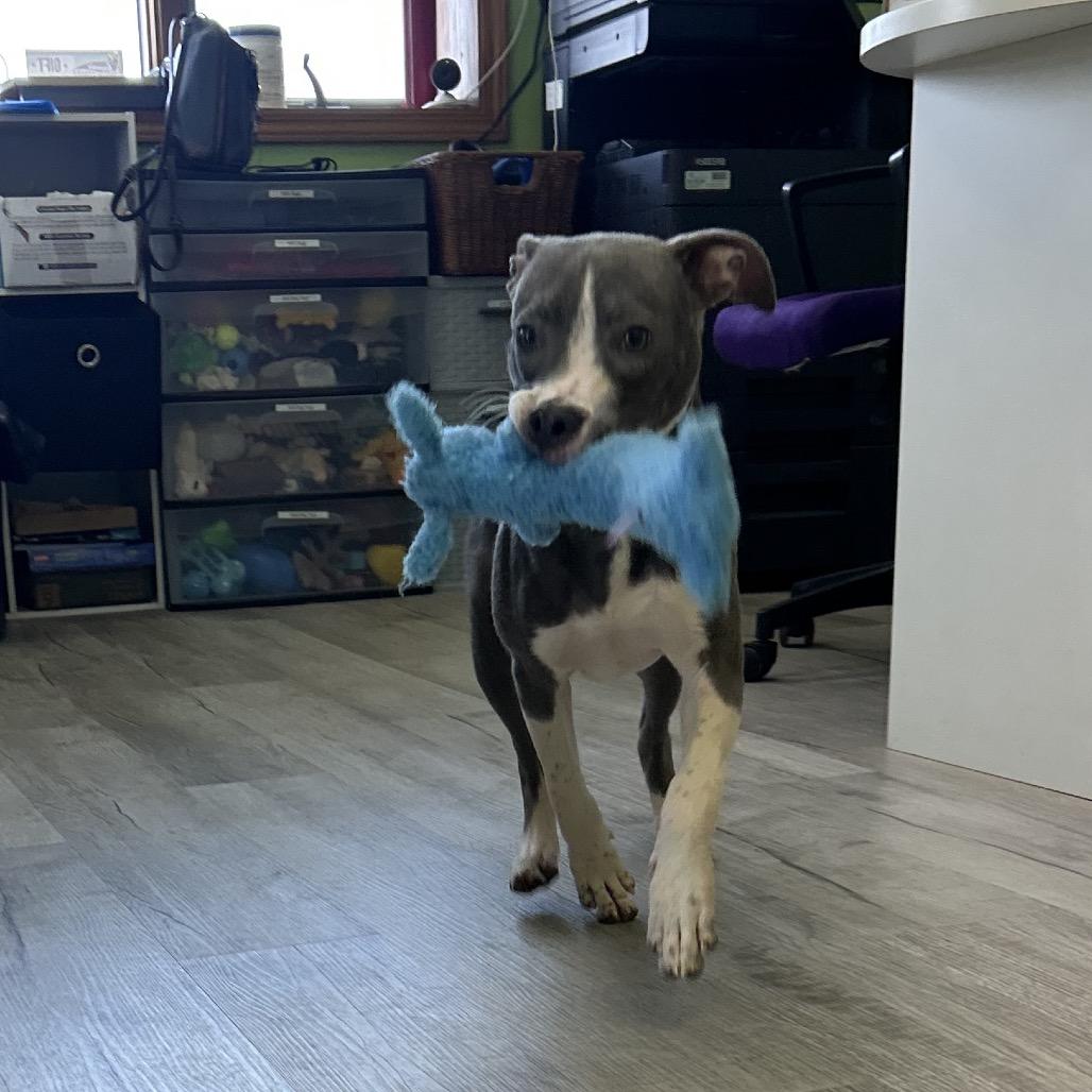 Enlarge Willard, a Adoptable Mixed Breed in Emporia, KS image 6/6