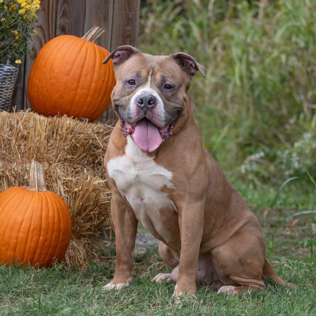 Enlarge Bruiser, a Adoptable Pit Bull Terrier in Henderson, KY image 1/4