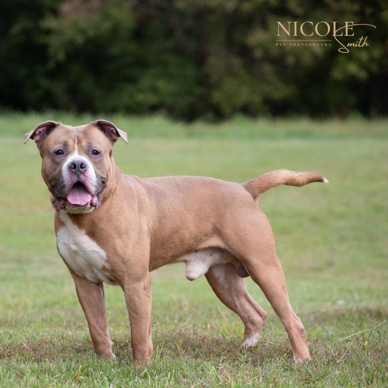 Enlarge Bruiser, a Adoptable Pit Bull Terrier in Henderson, KY image 2/4