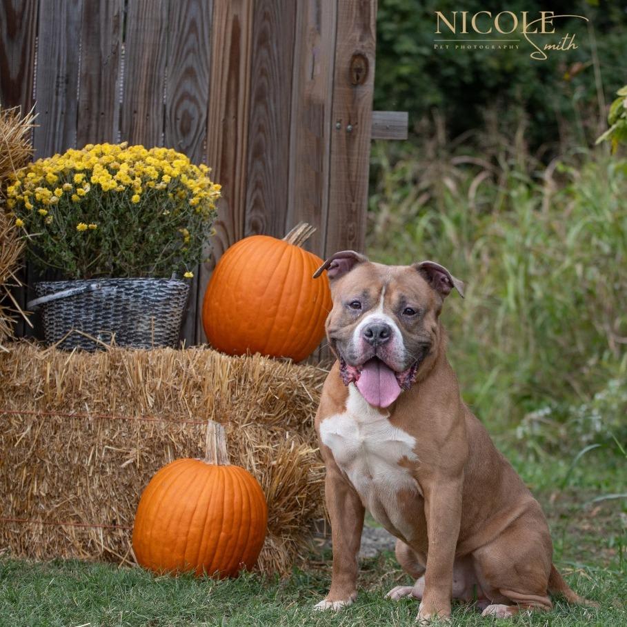 Enlarge Bruiser, a Adoptable Pit Bull Terrier in Henderson, KY image 3/4