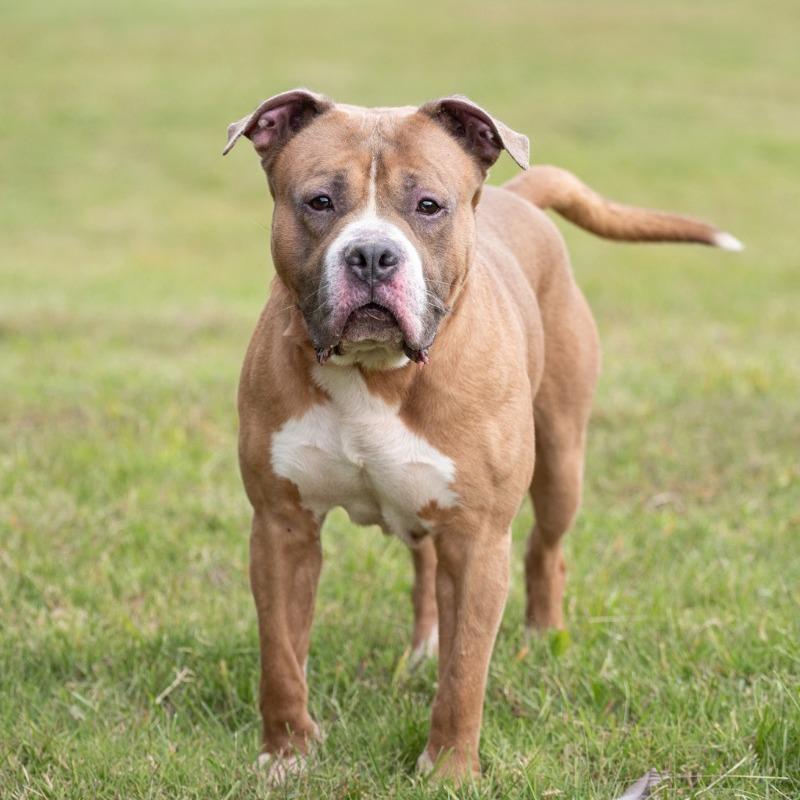 Enlarge Bruiser, a Adoptable Pit Bull Terrier in Henderson, KY image 4/4