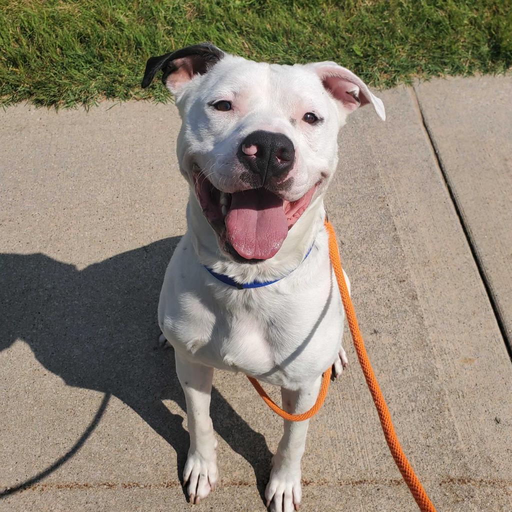 Yogi, Adoptable, Adult Male American Staffordshire Terrier.