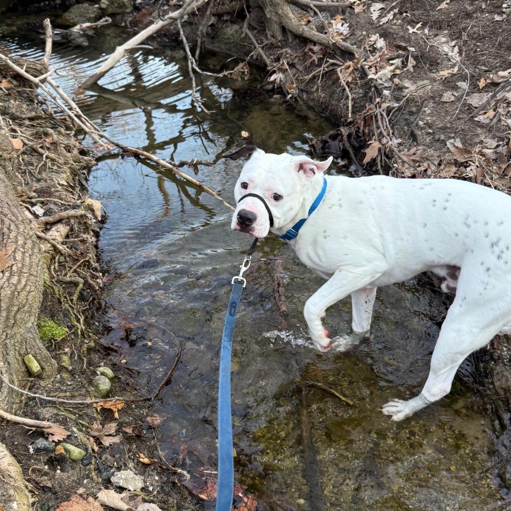 Enlarge Yogi, a Adoptable American Staffordshire Terrier in Grand Rapids, MI image 2/6