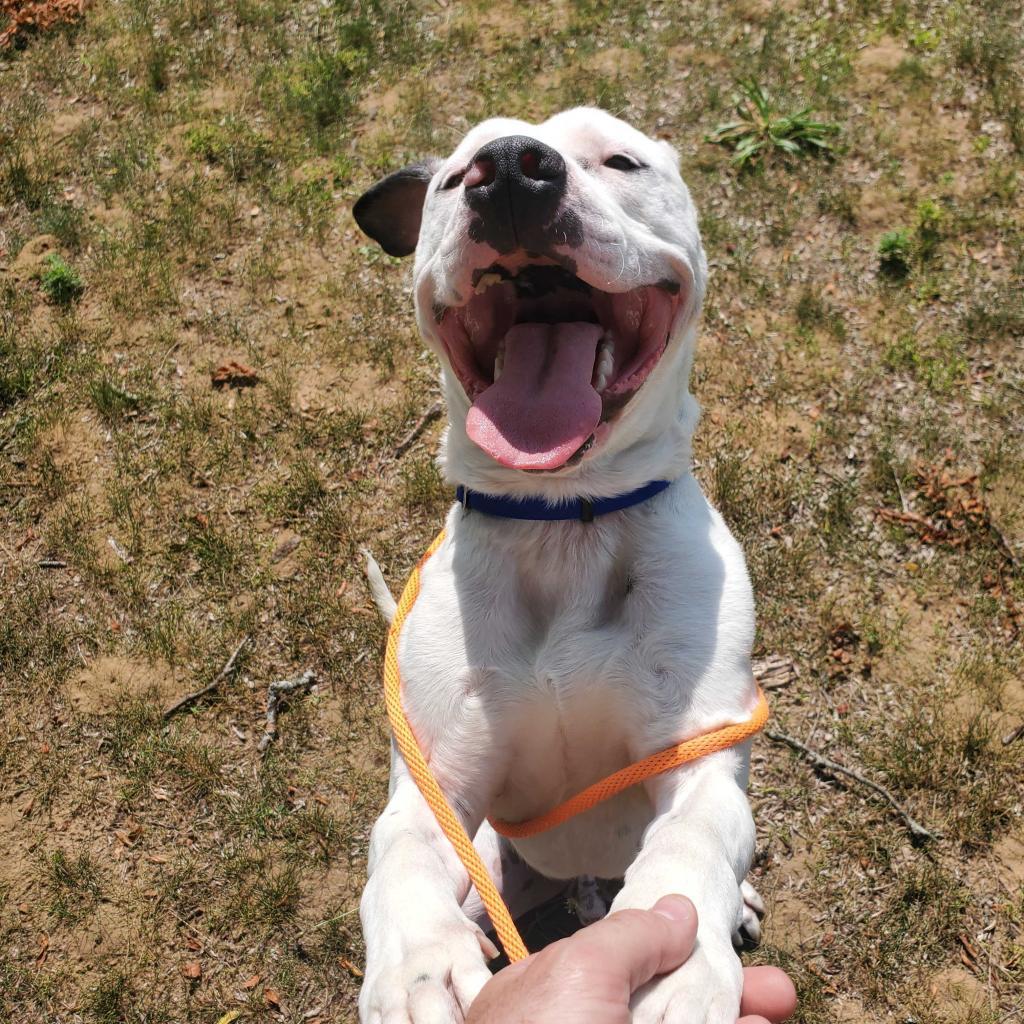 Enlarge Yogi, a Adoptable American Staffordshire Terrier in Grand Rapids, MI image 2/5