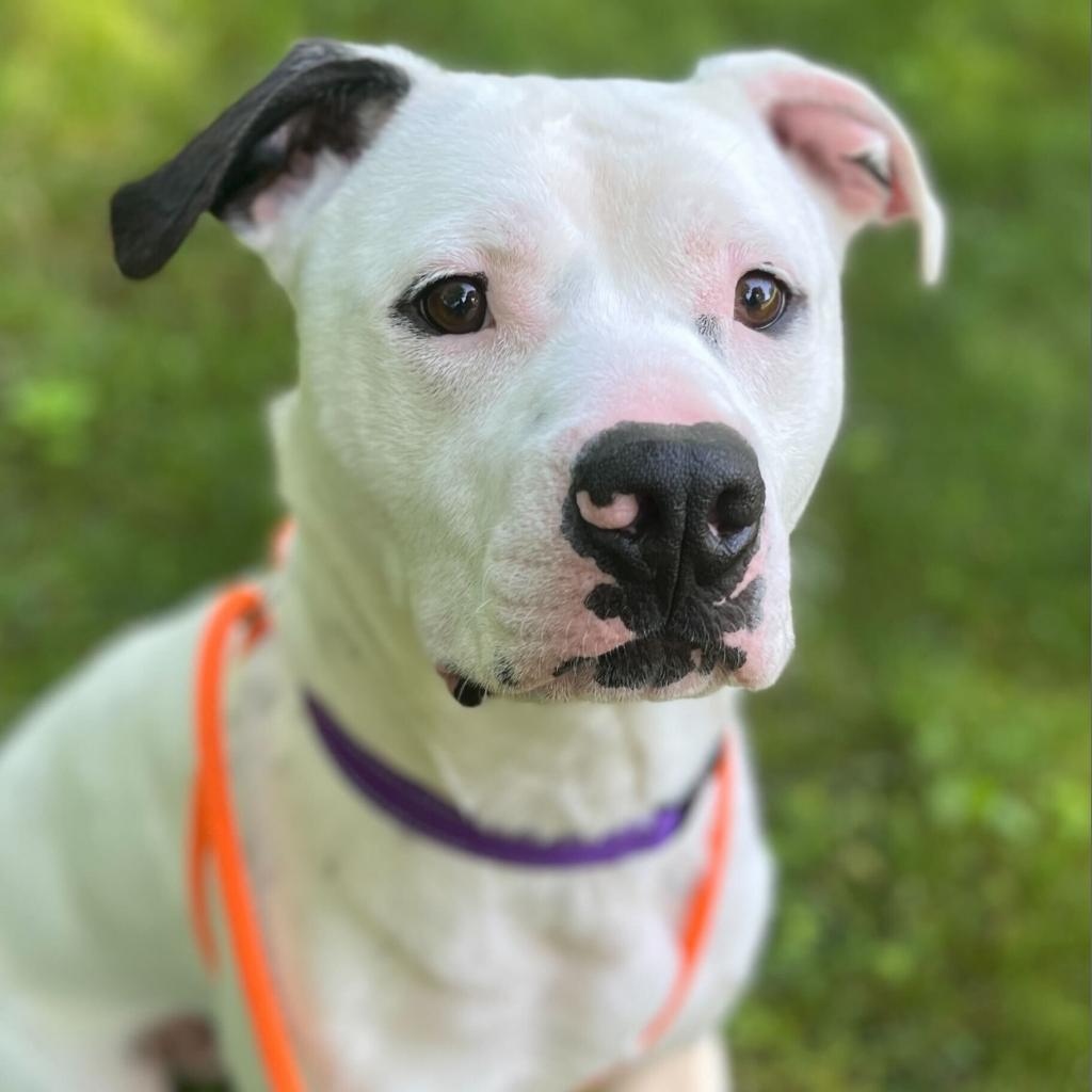 Enlarge Yogi, a Adoptable American Staffordshire Terrier in Grand Rapids, MI image 3/5